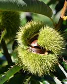 Ressentir la nature, une aventure sensorielle au Jardin botanique - Photographie de châtaigne