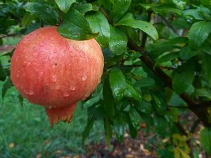 Les arbres fruitiers