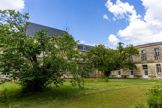 Les arbres de Judée de l'hôpital Charles Perrens