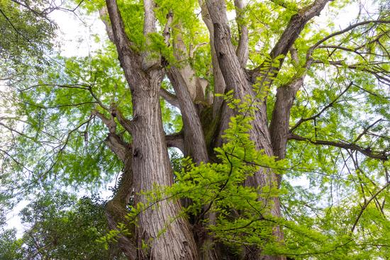 Le cyprès chauve du parc Rivière (mai 2024)