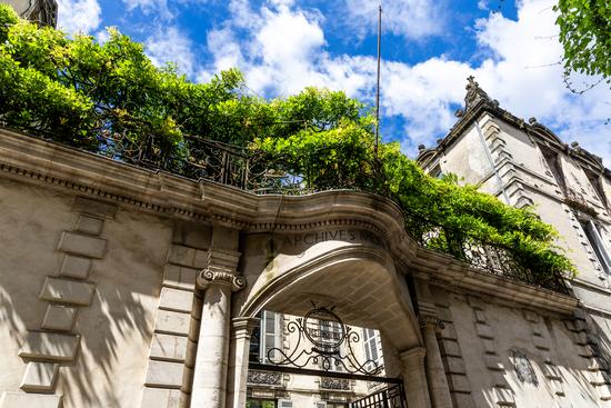 La glycine de l'Hôtel de Ragueneau 