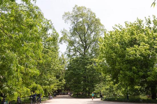 Le pacanier du jardin public