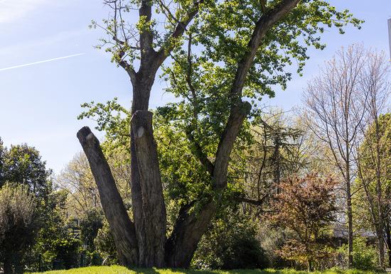 Le peuplier du jardin Chante-Grillon (avril 2024)