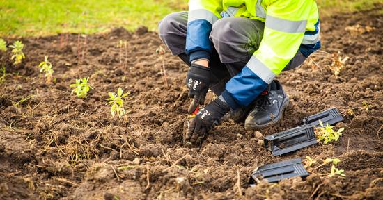 Les Bordelais sont invités à participer au verdissement de leur ville, à travers des plantations participatives ou le permis de végétaliser.