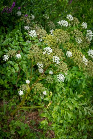 Une plante aux ombelles blanches et vertes au milieu d'une végétation luxuriante.